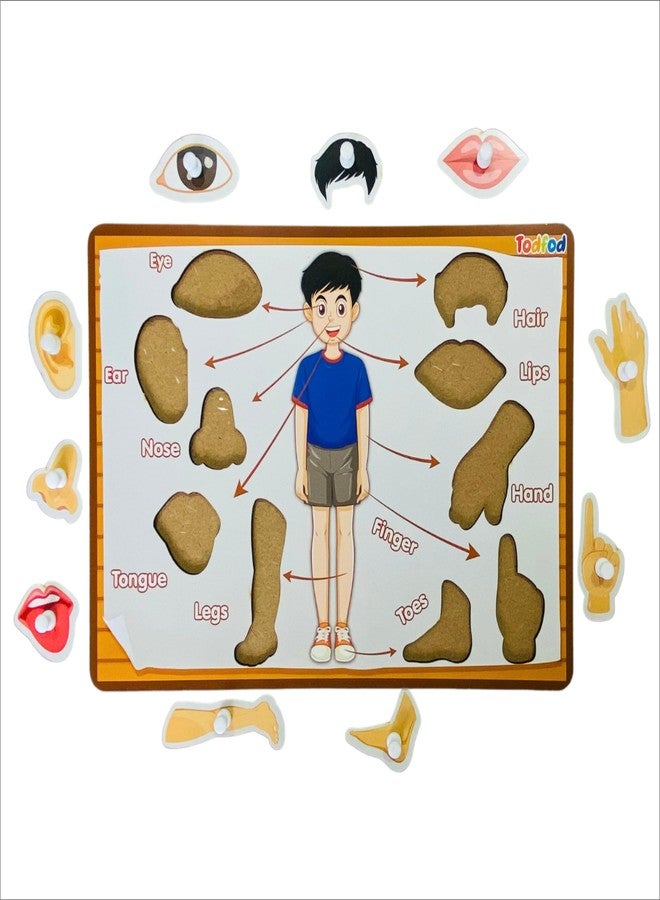 TodFod Wooden English Number with Mix Puzzle Toy for Kids & Children, Educational and Learning Boards Puzzle, Preschool Game for Learning Numbers and Shapes (English Numbers & Body Parts) - Image 5